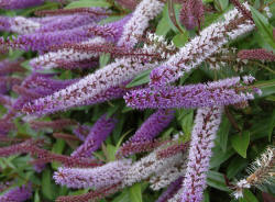 Hebe Midsummer Beauty